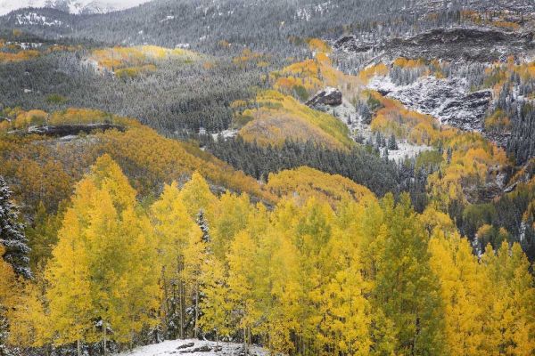 Colorado, San Juan Mountains Autumn snowfall